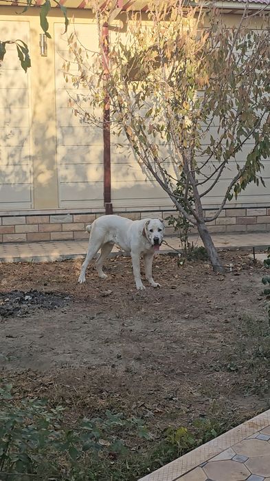 Предлагается мощный кобель для вязки