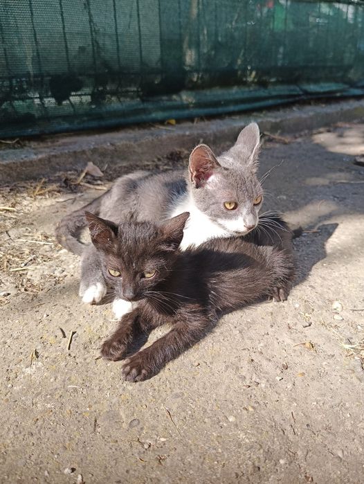 Pentru adoptie 2 pisoi -un motanel si o pisicuta