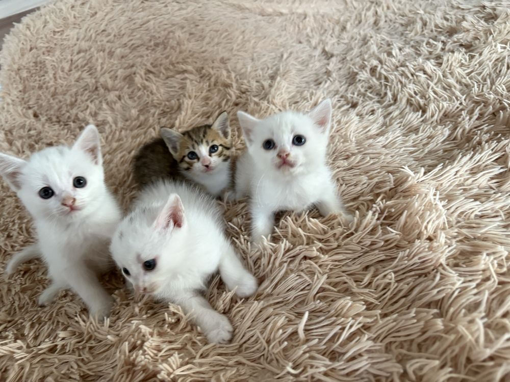 Отдаем котят бесплатно,в хорошие руки
