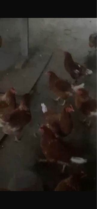 ломан браун куры