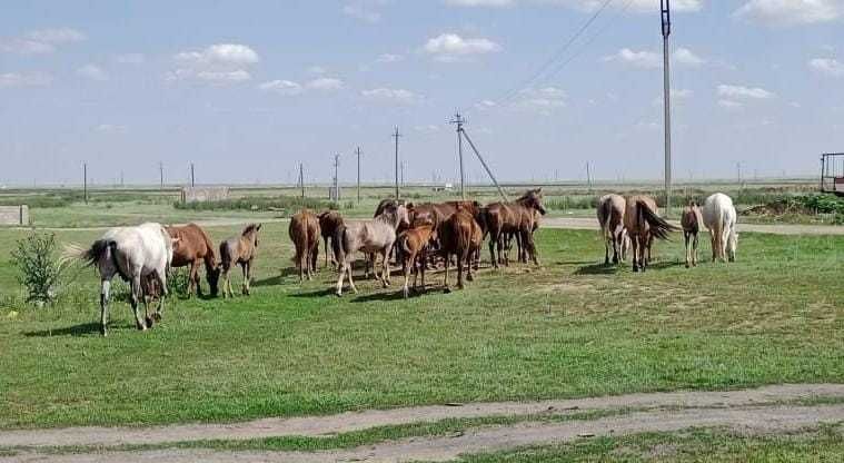 Продам табун ЛОШАДЕЙ 24 головы