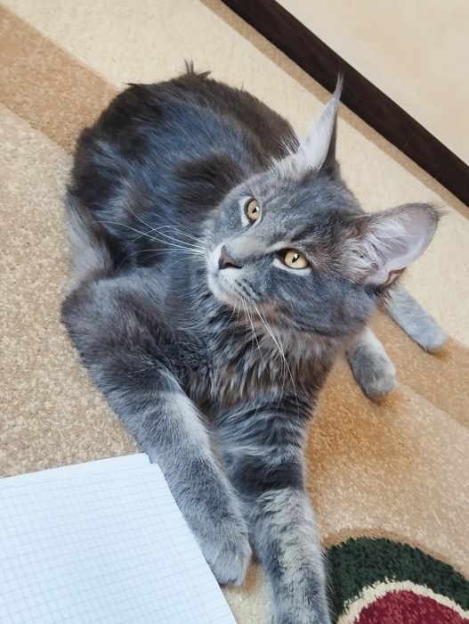 Meyn-kun parodali mushuk