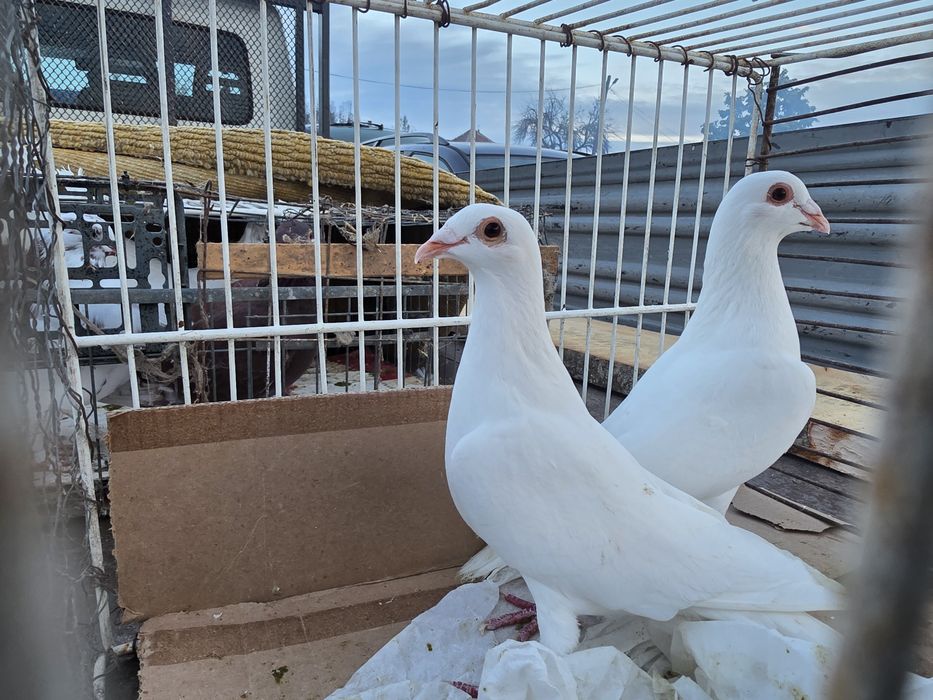 Voiajori căpăciți, porumbei de vânzare, Voiajori listi, voiajori albi