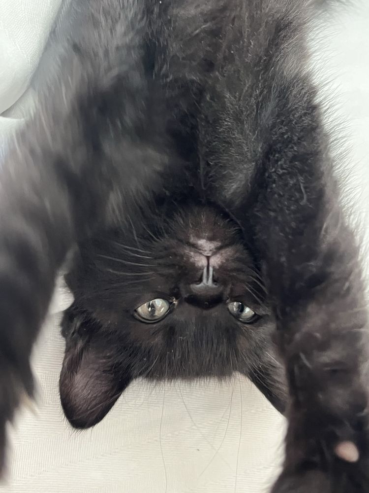 Черный котенок девочка