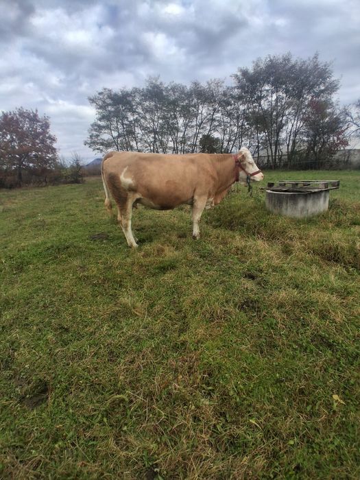 Vand juninca la a 2a fătare