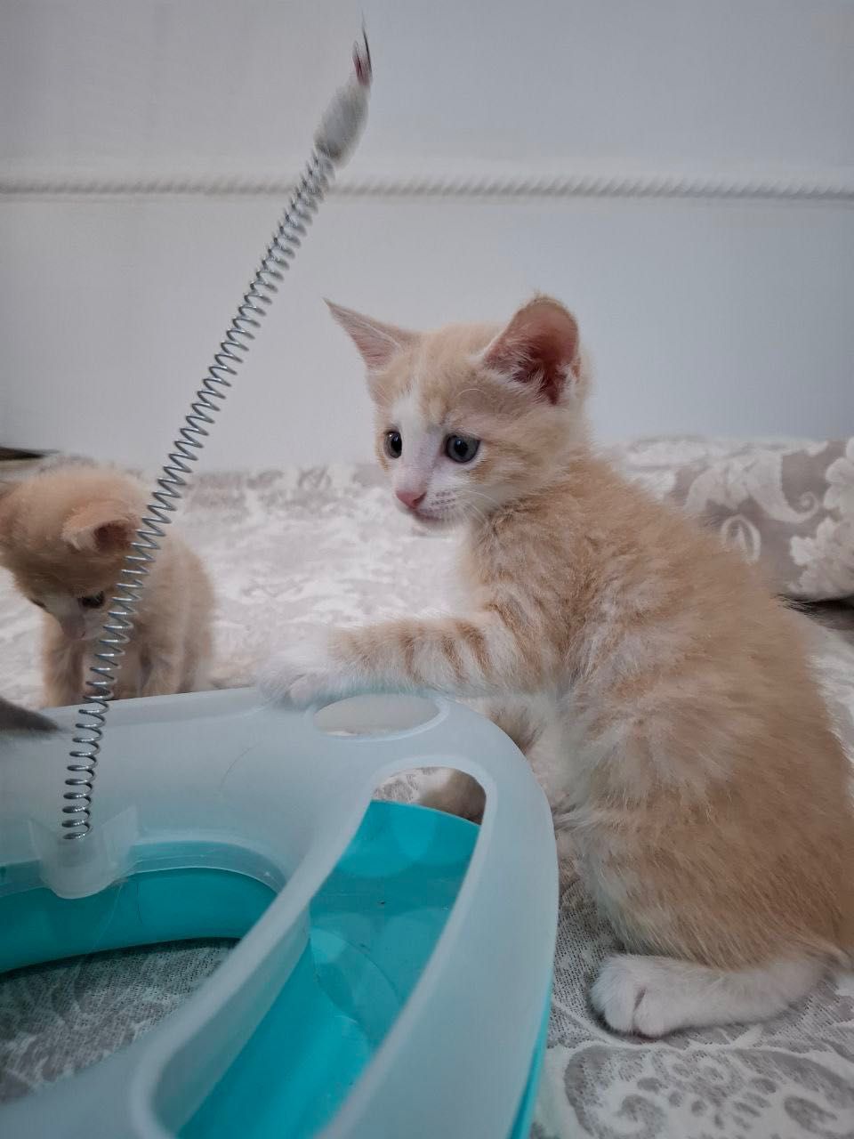 Отдам котят в добрые руки