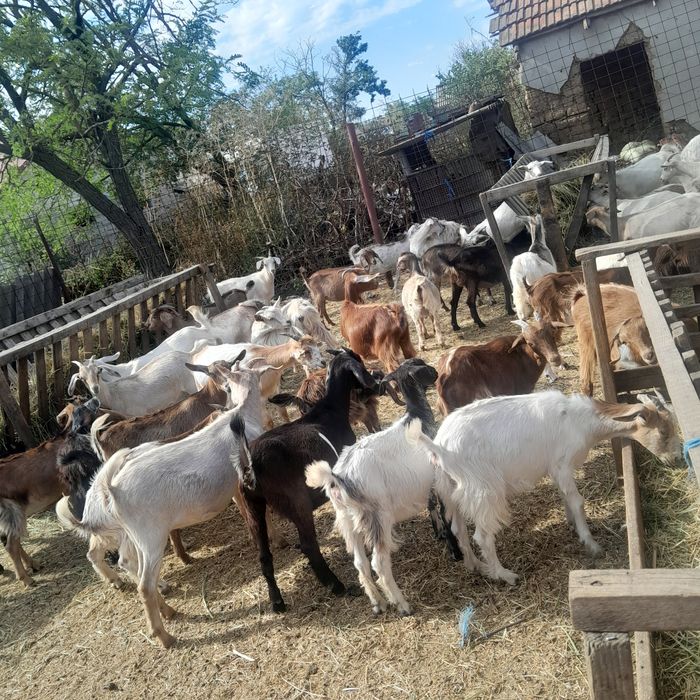 Vând  50 de iede grase. Preț 15 lei în viu.