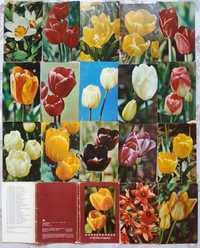 Набор открыток " тюльпаны", 1975 год