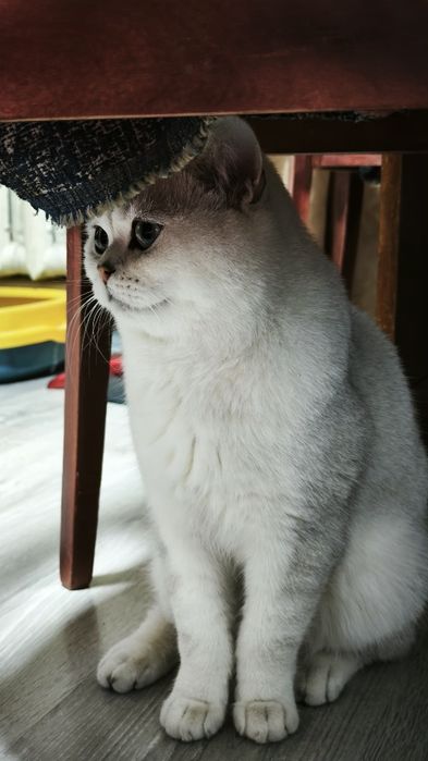 Британский короткошёрстный кот — 1,5 года, мальчик