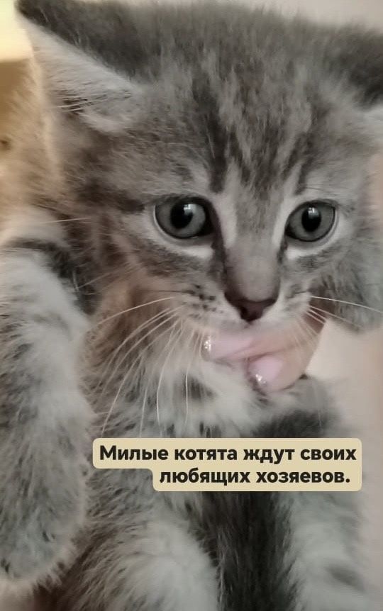 Отдам котята в добрые руки