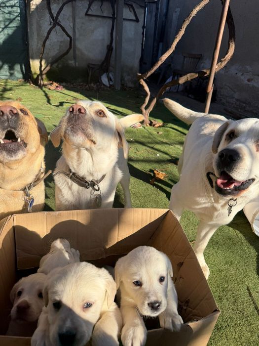 Продавам кучета Лабрадорчета мъжките 300лв,женските 200лв.