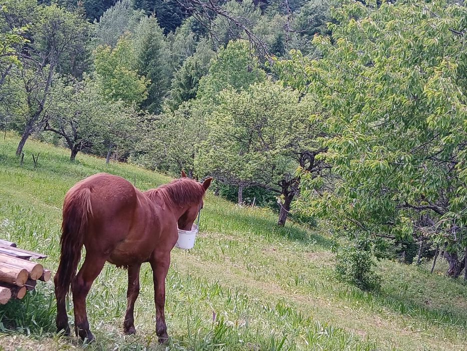 Vând mânz de 2 și 1 ani