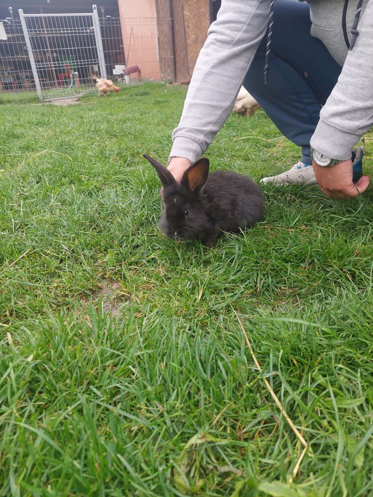 Vand pui iepuri negrii