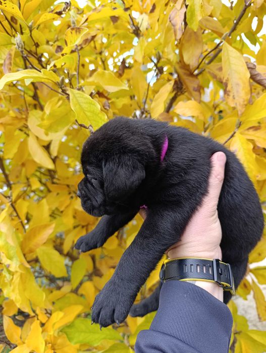 Кане Корсо кученца