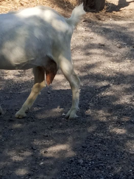 Сауын ешки .лактарымен