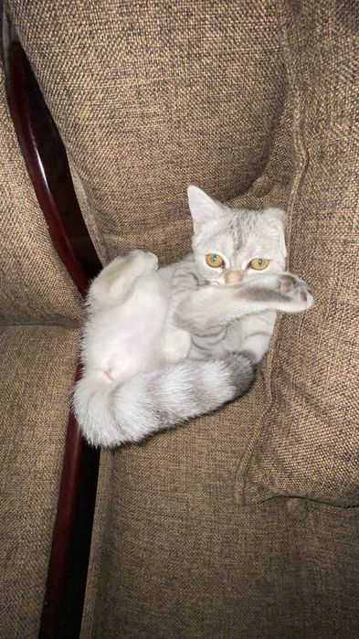 Мушук сотилади aqilli qiz bola qolga o'rgatilgan narxi описания bor