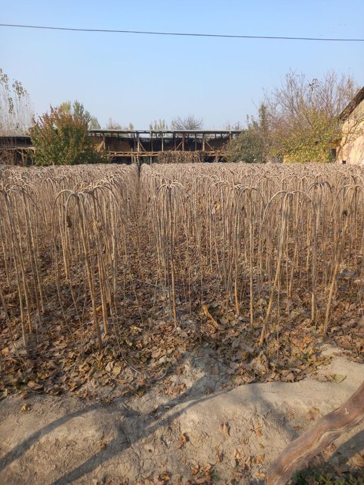 Зонтик тут zontik tut