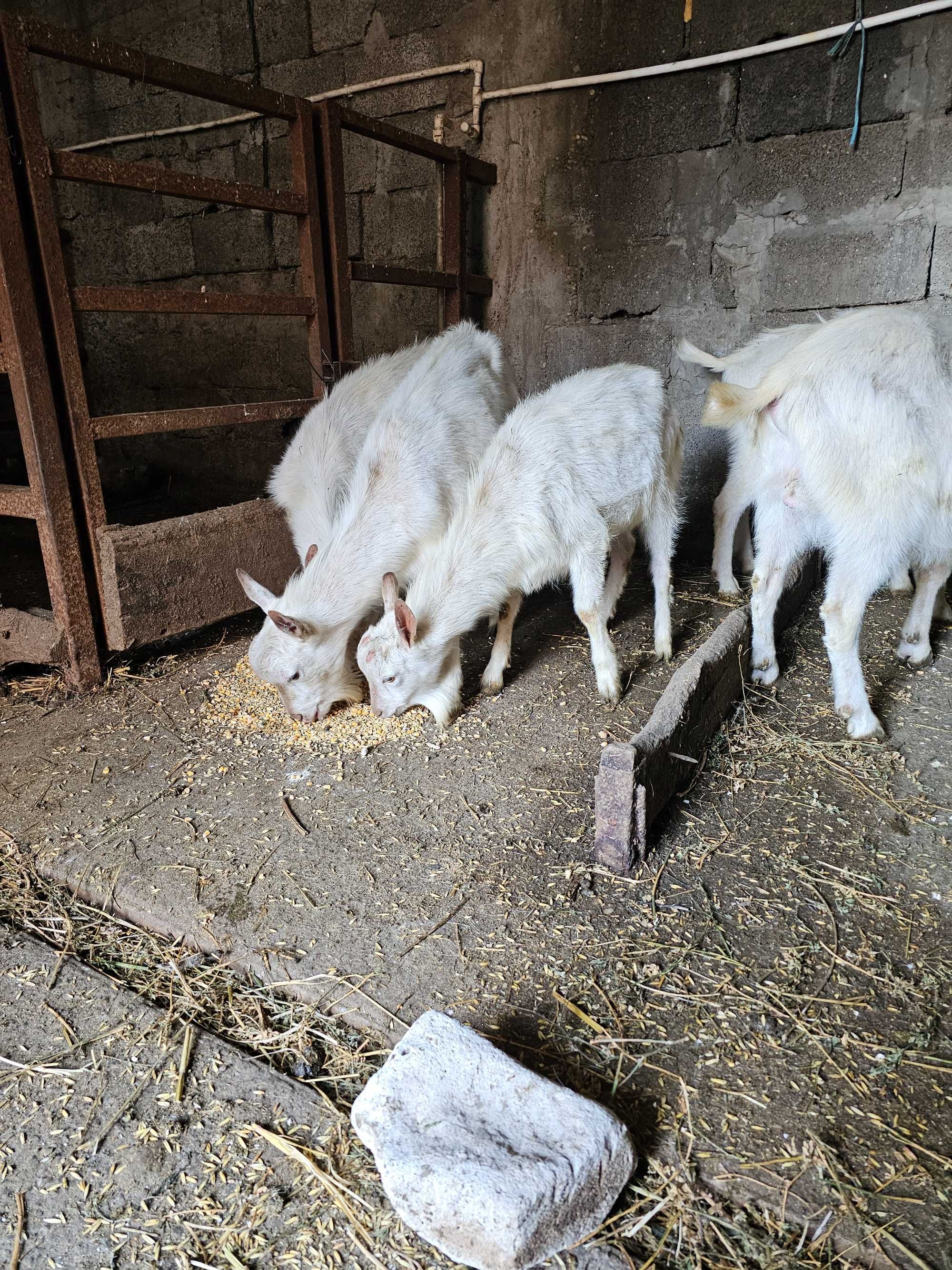 Vand tapi ciuti cu pedigree