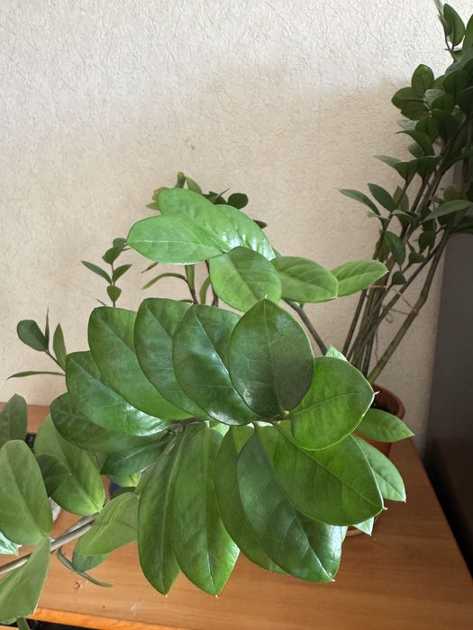 Продам замиокулькосы