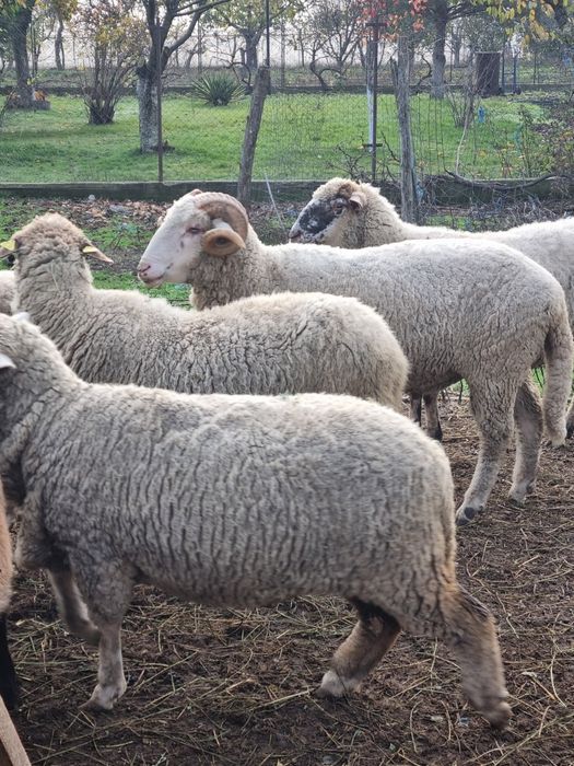 Berbec tanar pentru pastrama