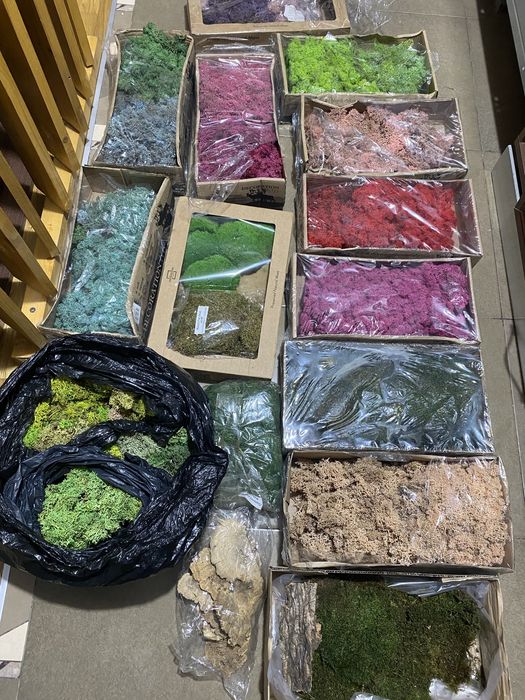 licheni si muschi naturali