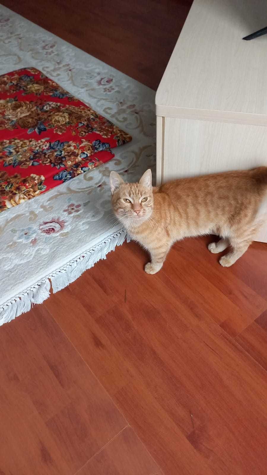 Кошечку в добрые руки
