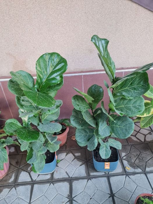 OFIS GULLARI, Офисные цветы