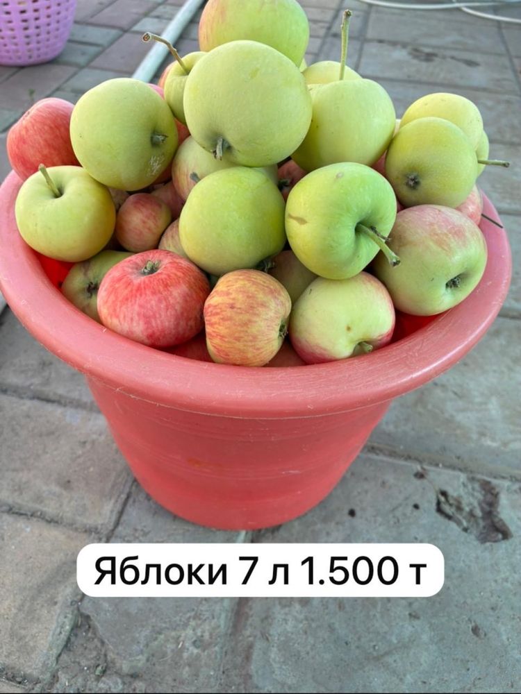 Продам яблоки вкусные