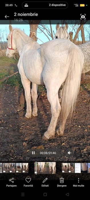 Vând cal garantat de ham