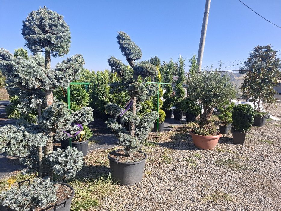 Plante ornamentale Potigrafu depozit