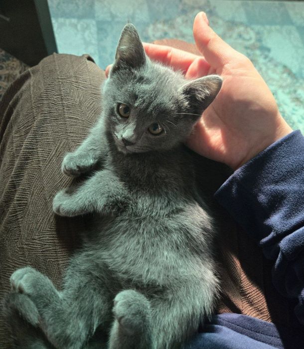 Otdam darom koshka skotish strayt