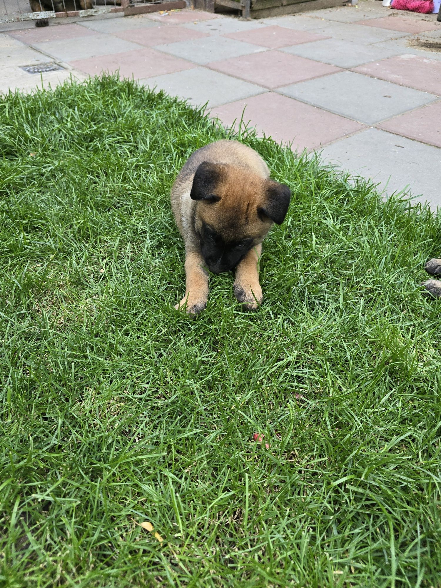 Femela pui ciobanesc belgian malinois