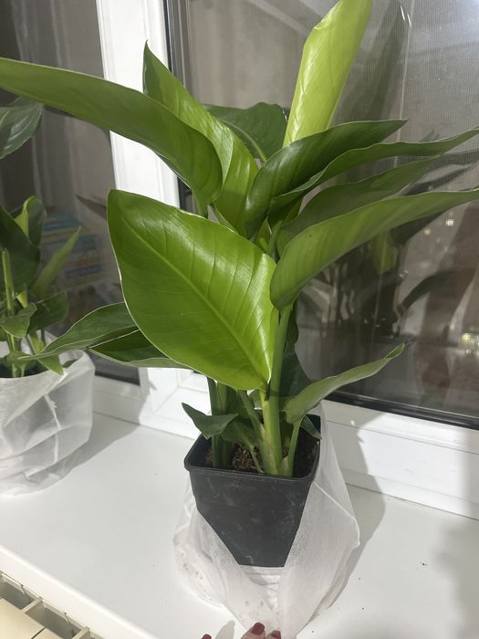 Стрелиция 45 см комнатные растения