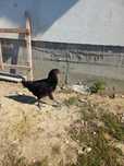Pui australorp negru