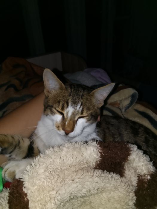 А отдам кота хороший ладить с детьми