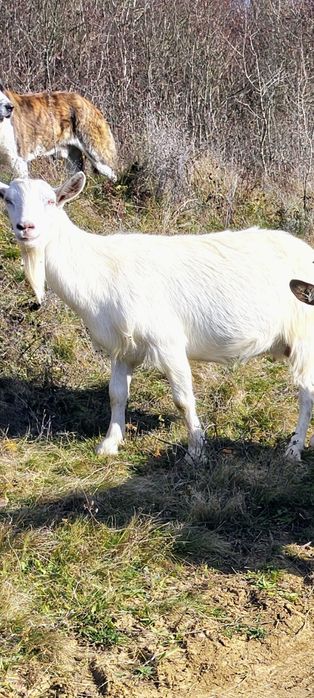 Țap și capre disponibile