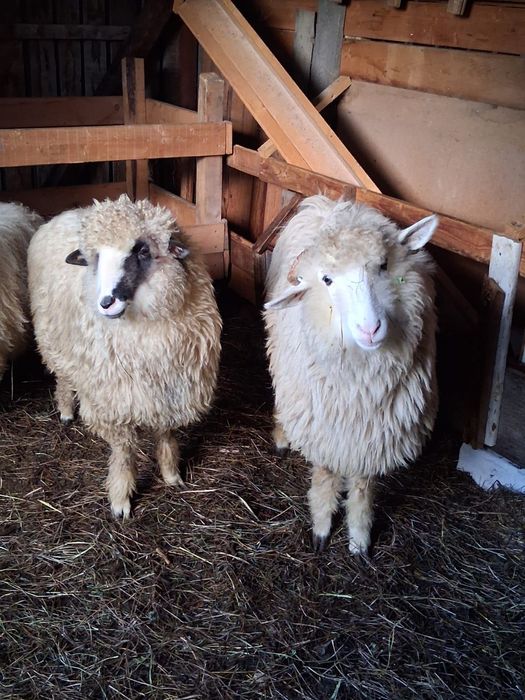 Mieluțe de vânzare