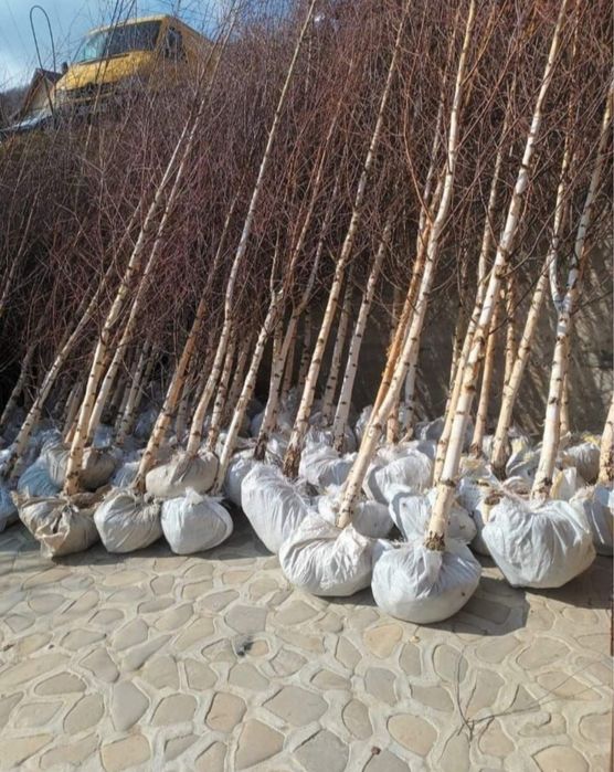 Oferta mesteacan alb bentula 5m - 6m 300 lei bucata oriunde in tara