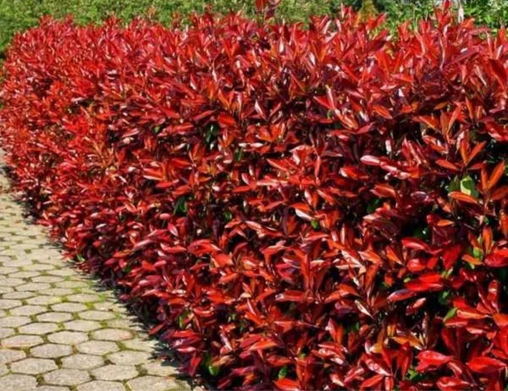 Фотиния-(Photinia Red Robin)