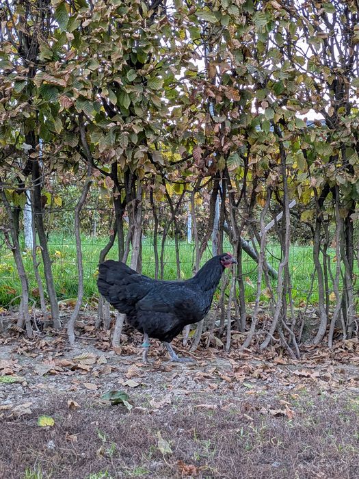 Puicuțe Austrlorp negru