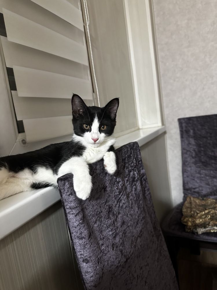 Котенок в хорошие руки