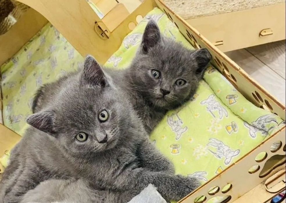 Шотландские девочки лиловые и  серые