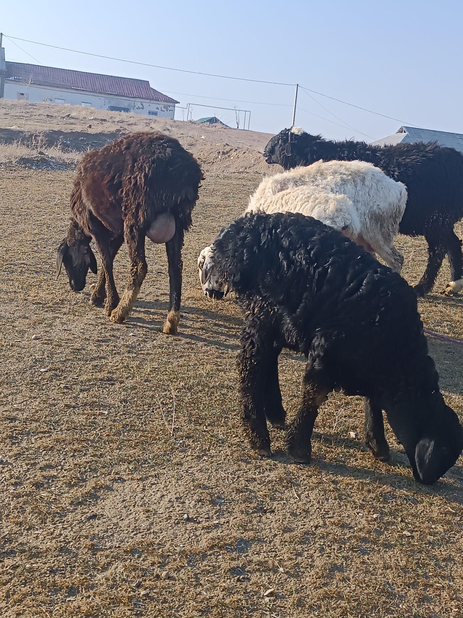 Quy sotiladi ona bola