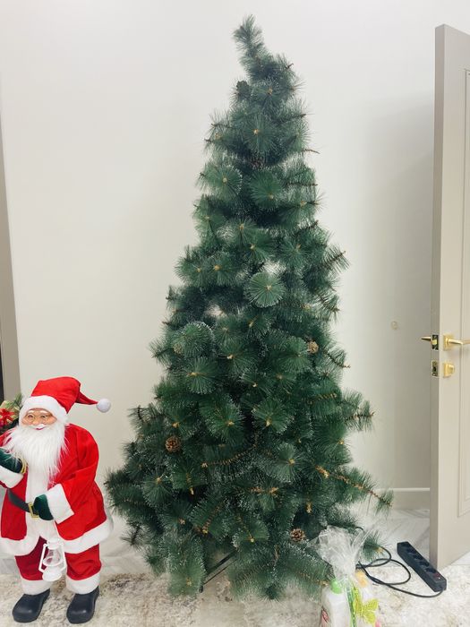 Продам Елку. Высота 1.800м.