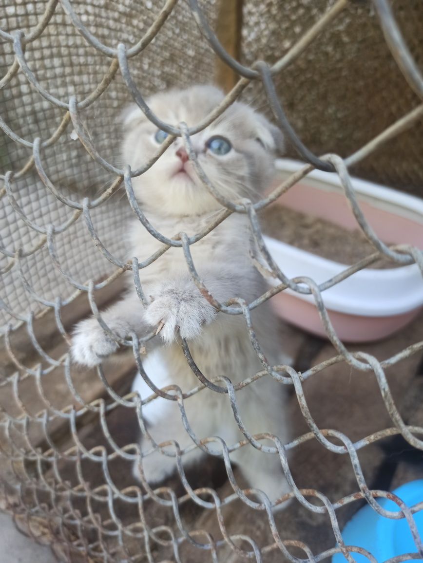 Скоттиш фолд и страйт