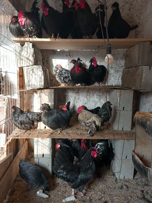 Găinușe și cocoșei 50 lei bucata