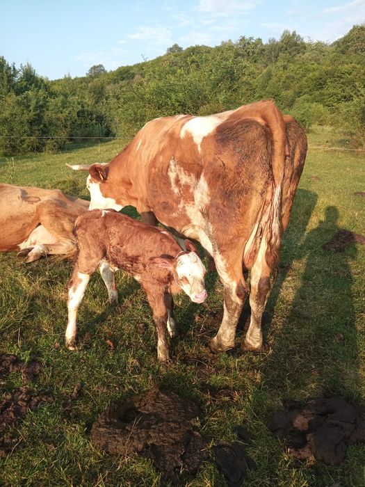 Vacă de vanzare ,fatata recent.Este la a cincea fatare.