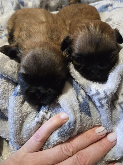 Ши тцу shi tzu shihtzu