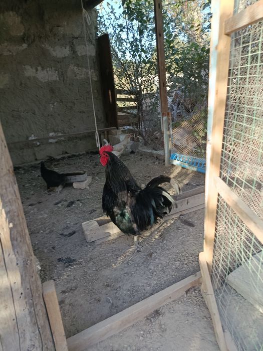 Астролоп хуроз сотилади