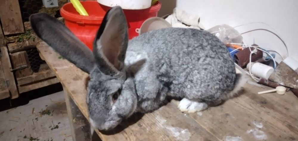 Vând masculi și fem  U .G